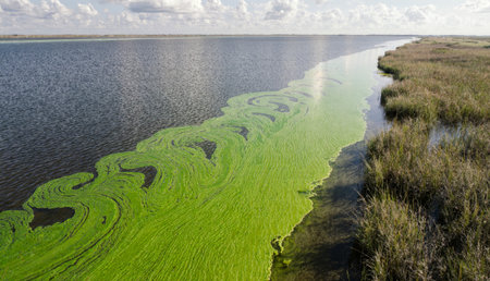 The riverbank showcases bright green algae swirling in unique patterns, while grasses flourish...