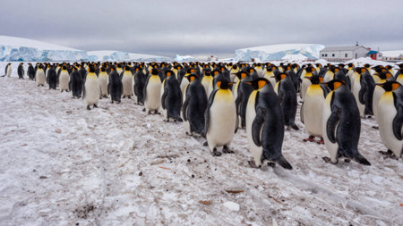 A large group of emperor penguins stands on ice in Antarctica. They face forward, with glaciers in the background under a cloudy sky. It is likely cold and windy.の写真素材