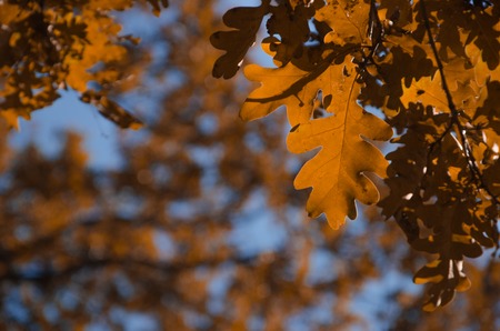 Autumn leaves and tree with the blue sky backgroundの写真素材