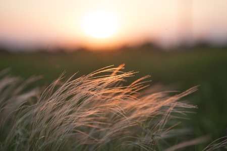 Feather grass in wind at sunset in the green fieldの写真素材