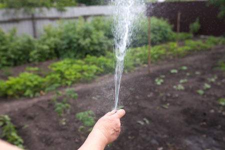 Watering to plant with a hose. grandmother hand watering the gardenの写真素材
