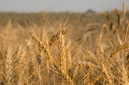 nice dry gold wheat stem close upの写真素材
