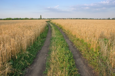 Village road in wheat field under cloudy sky