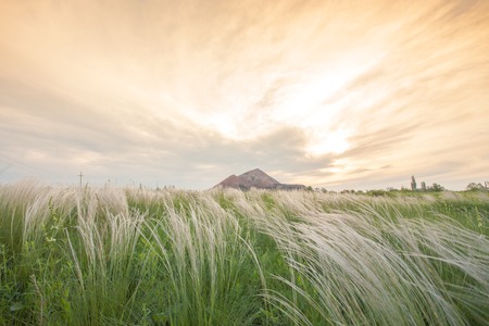 View of Ukrainian slagheap from feather grass fieldの写真素材