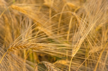 Close-up of ripe gold wheat ears background.