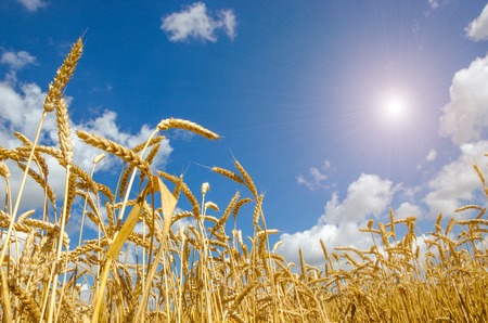 ripe beautiful golden wheat field and sunny dayの写真素材