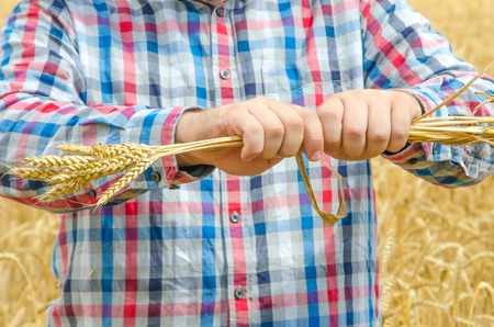 Man holds a ripe wheat . Man hands with wheat. man destroy ripe wheatの写真素材
