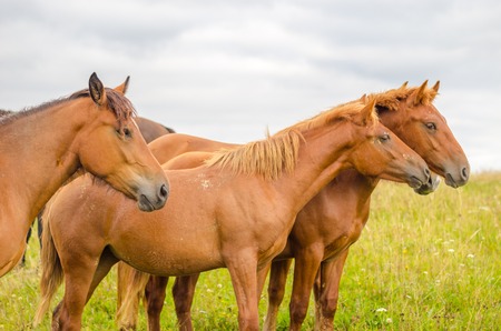 Wild horses in the Carpathians, Ukraine Carpathian landscapeの写真素材