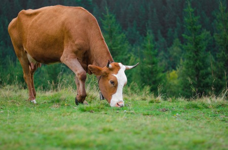 Cows standing on green field with mountains and eating grass. Carpathians background.の写真素材
