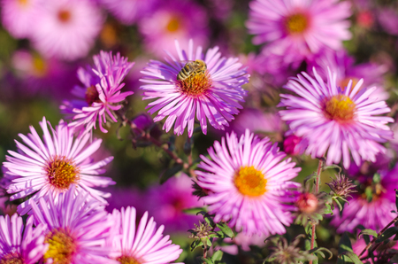 Beautiful pink garden flowers in the sunset light and beeの写真素材