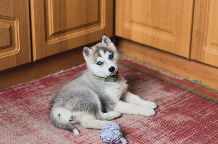 Puppy Siberian Husky with blue eyes laying at homeの写真素材