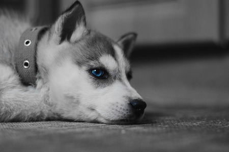 Husky piercing blue eyes in Black and white colorsの写真素材