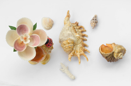 Sea shells souvenir with detail shells on white background.の写真素材