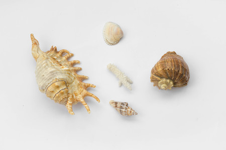 The group of natural colorful seashells isolated on a white background. Collage of my downscaled...