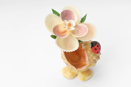 Sea shells souvenir with detail shells on white background.