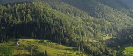 Spruce trees in the morning sunlight. Carpathian mountains with fog.の写真素材
