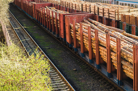 Environment, nature and deforestation forest - felling of trees. The concept of a global problem. Freight train loaded with pine trunksの写真素材