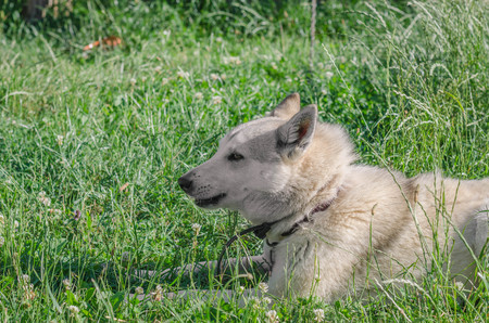 A beautiful Siberian Laika puppy on the grass. Portrait of cute happy siberian laika.