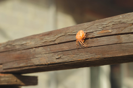 European garden spider, Araneus diadematus on the wood stickの写真素材