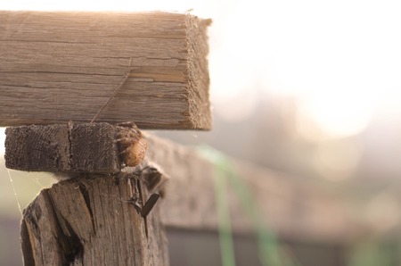 Orange Yellow Spider in a web located on a wood deck hand railの写真素材