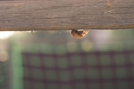Orange Yellow Spider in a web located on a wood deck hand railの写真素材