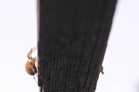 Orange Yellow Spider in a web located on a wood deck hand railの写真素材