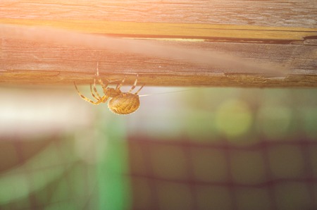 Orange Yellow Spider in a web located on a wood deck hand railの写真素材