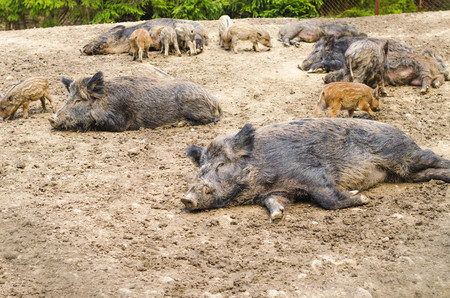 Young Wild Carpathian boar in the closed territory sniffs the earth. Sus scrofa attilaの写真素材