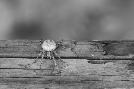 Spider in a web located on a wood deck hand railの写真素材