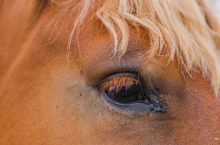 Horses in the mountains in Iceland, close-upの写真素材
