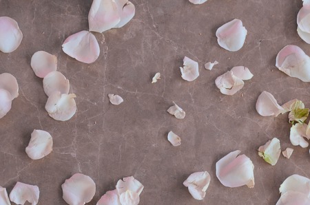 Rose petals on the marble floor background.の写真素材