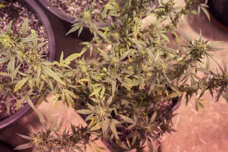 Blooming Marijuana plant with early white Flowers, cannabis sativa leaves, marihuana