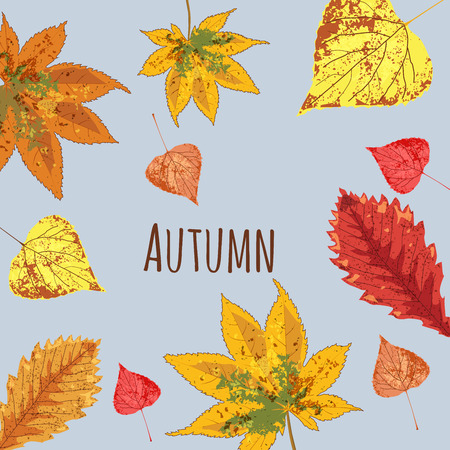 collection beautiful colourful autumn leaves vector illustrationのイラスト素材