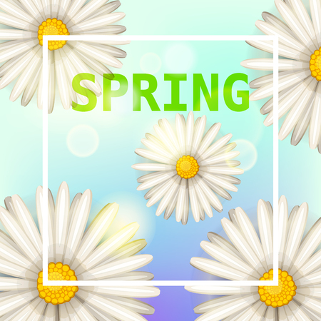 Daisies flowers spring background, cartoon style, vector, illustration, banner, isolatedのイラスト素材