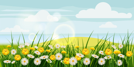 Spring beautiful scenery, fields, chamomile flowers dandelionsのイラスト素材