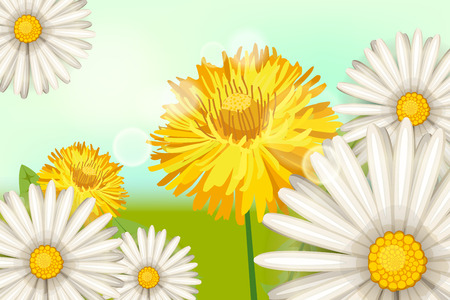 Spring, daisy flowers dandelions, background, cartoon style, vector, illustration, flyer, banner, isolatedのイラスト素材