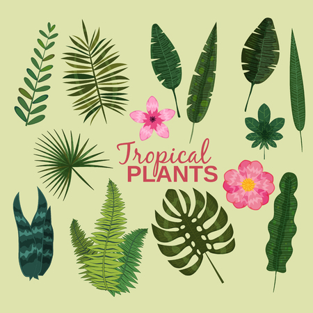 Set tropical leaves plant vector tropic leaf foliage palm or banana tree in jungle exotic monstera and fernのイラスト素材