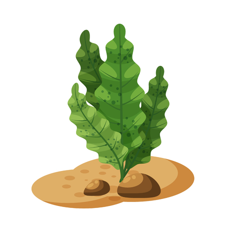 Marine green algae seaweed, plant underwater, isolated on white background, vector, cartoon styleのイラスト素材
