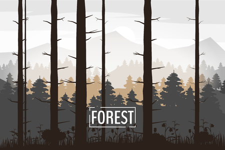Forest, silhouettes, trees, pine, fir, nature, environment, horizon, panoramaの写真素材