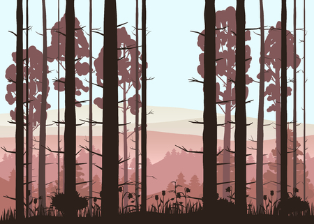 Sunny forest background. Vector illustration of woods in forest in sunlight background. Isolatedの写真素材