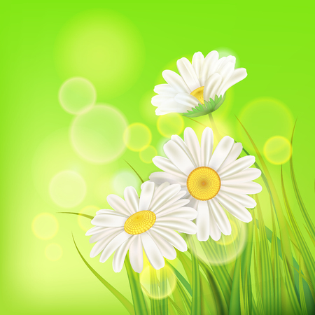 Spring chamomile background fresh green grassのイラスト素材