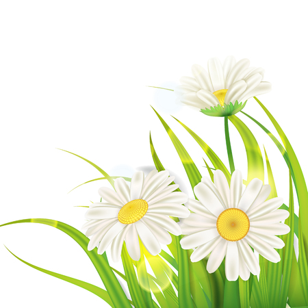 Spring daisies background fresh green grassのイラスト素材