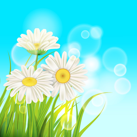 Spring daisies background fresh green grassのイラスト素材