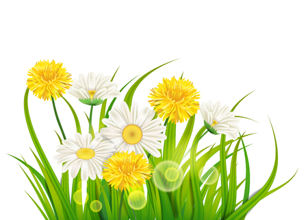 Spring chamomile and dandelions background fresh green grassのイラスト素材