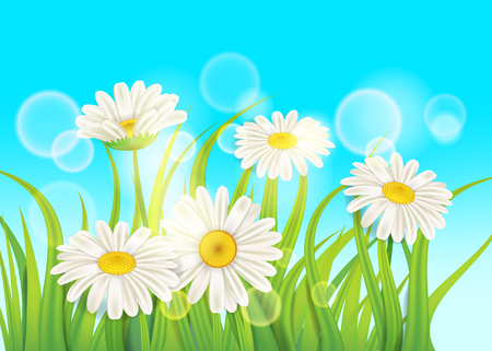 Spring chamomile background fresh green grassのイラスト素材