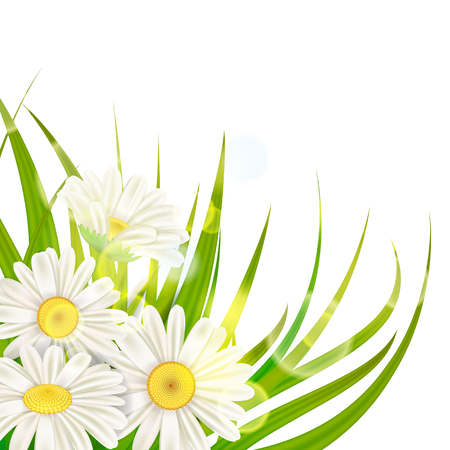 Spring chamomile background fresh green grassのイラスト素材