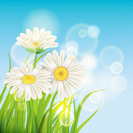 Spring daisies background fresh green grassのイラスト素材