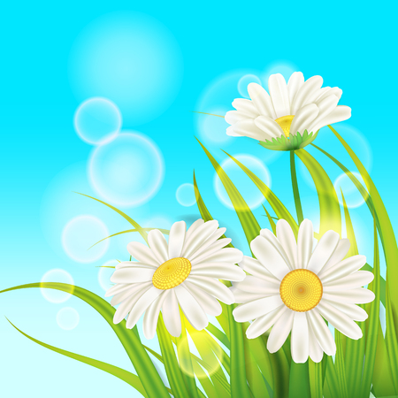 Spring daisies background fresh green grassのイラスト素材