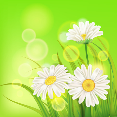 Spring chamomile background fresh green grassのイラスト素材