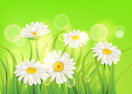 Spring chamomile background fresh green grassのイラスト素材